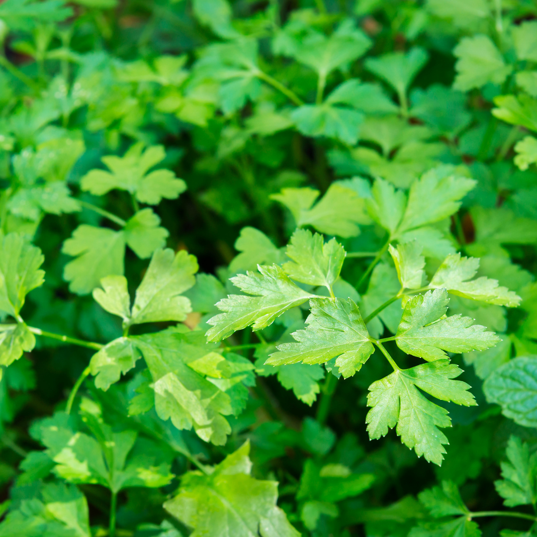 Cilantro criollo